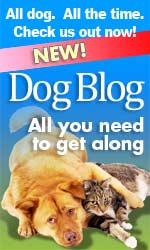 DOG BLOG