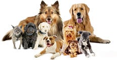 what breed photo collage
