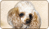 General photo of a Poodle - Toy
 - top-left of page