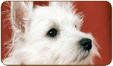 General photo of a West Highland White Terrier - top-left of page