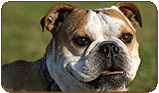 General photo of a Bulldog
 - top-left of page